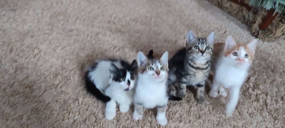 Віддам кошенят, отдам котят безкоштовно