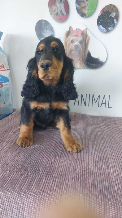 Cachorro Cocker Spaniel Inglês com LOP