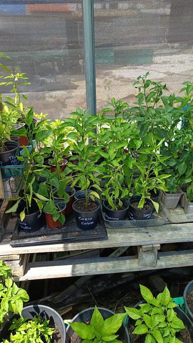 Plantas de Pimenta / Malaguetas raras
