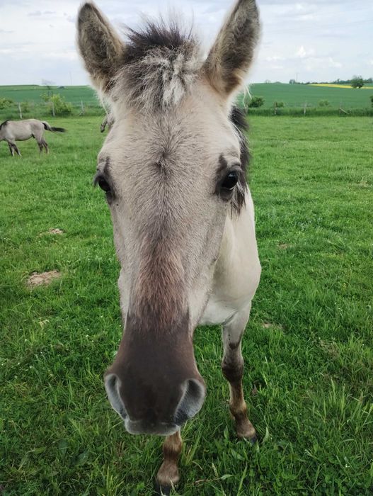 konik polski -  2 ogierki