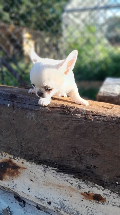 Chłopcy Chihuahua