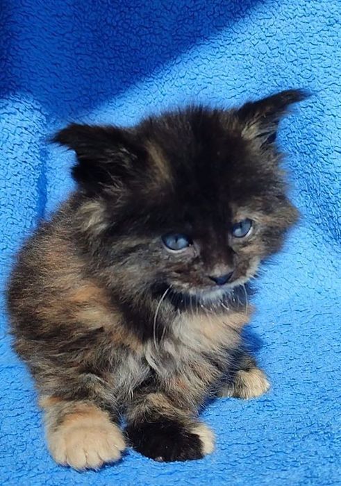 Котята мейнкуны кошечки и котики