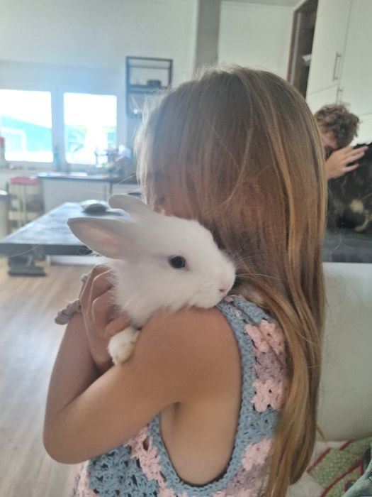 DOU Coelhinho Anão bebé para adopção  responsável