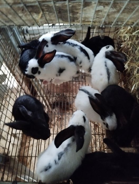 Vendo coelhos raça gigantes mariposa puros machos fêmeas reprodutores