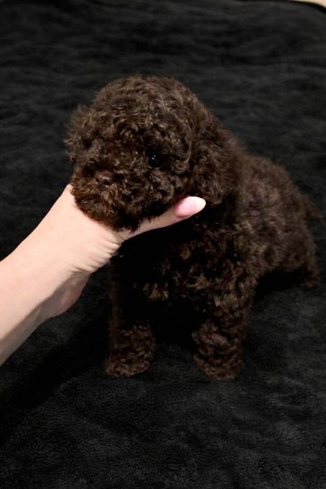 Шоколадний хлопчик міні Мальтіпу