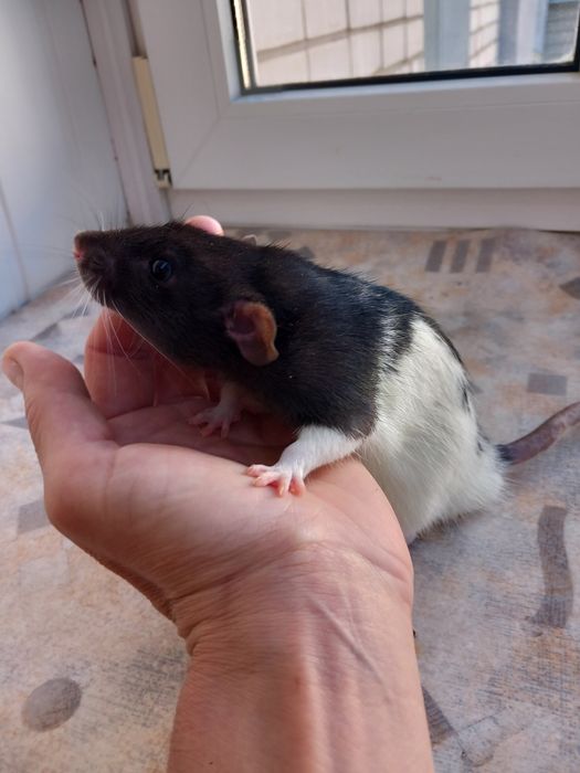 Крысята  домашние декоративные