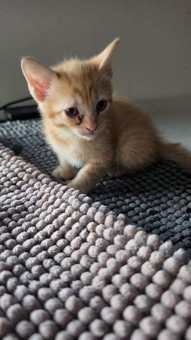 Gatinhos para dar