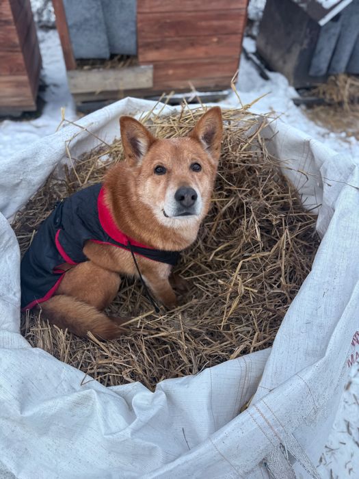 Pies do adopcji w typie shiba inu