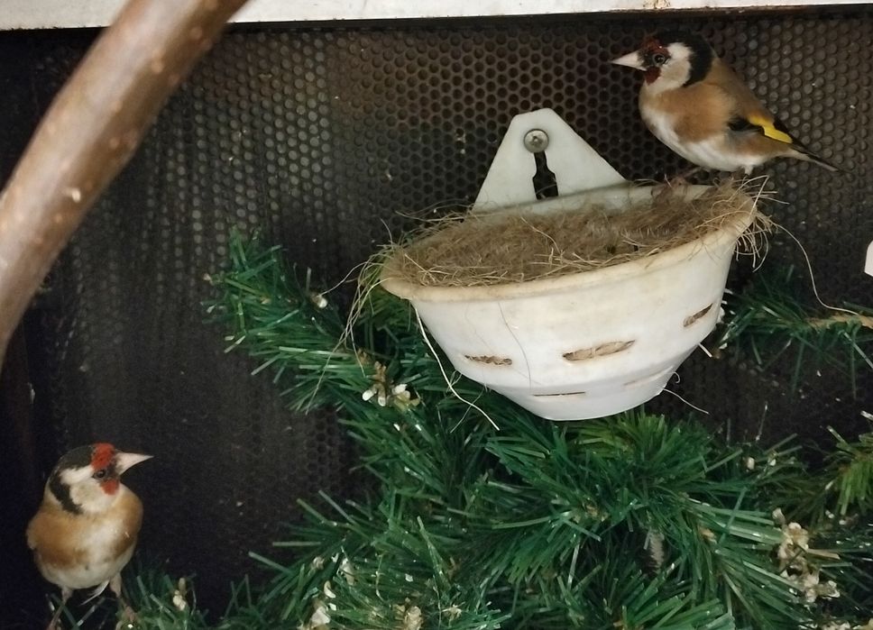 Bom casal pronto a criar  aceito troca