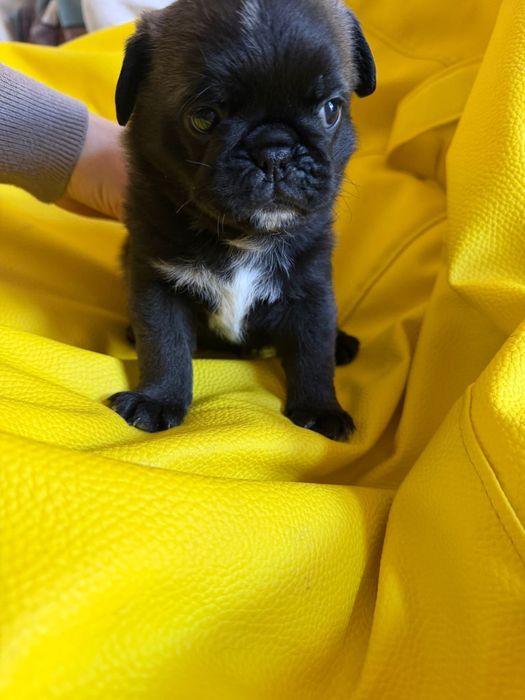 Linda Menina Pug