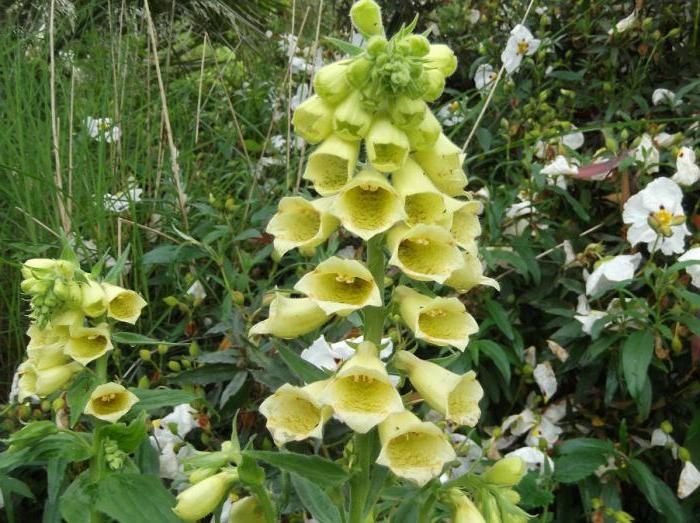 Наперстянка продам