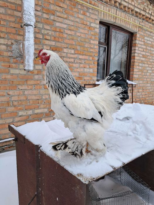 Молодий півень брама
