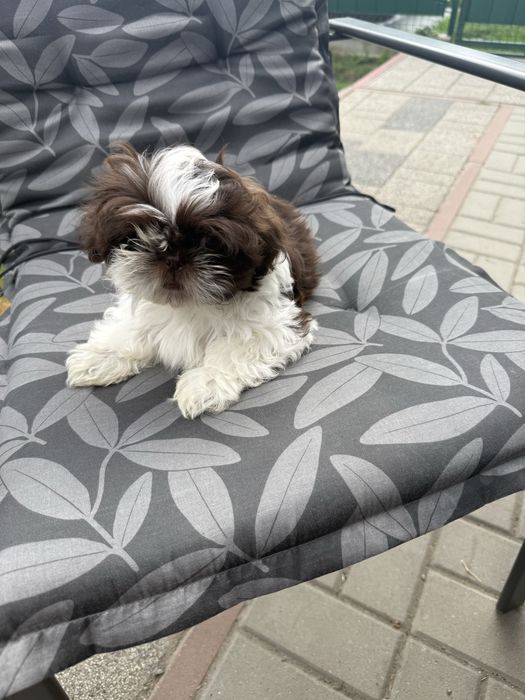 Shih tzu.          .