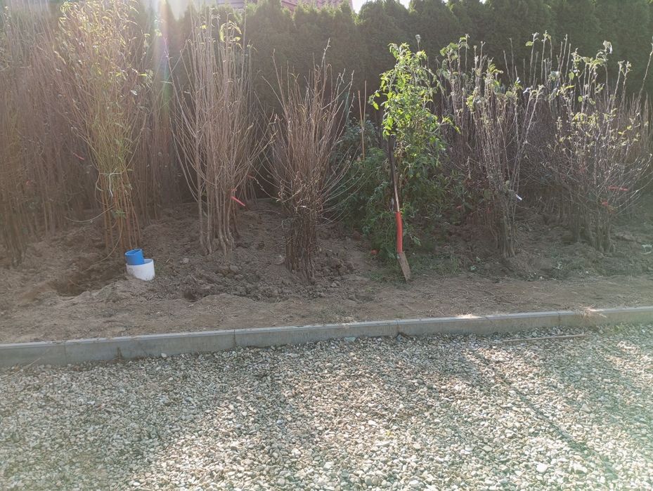 Drzewka owocowe,detal/hurt