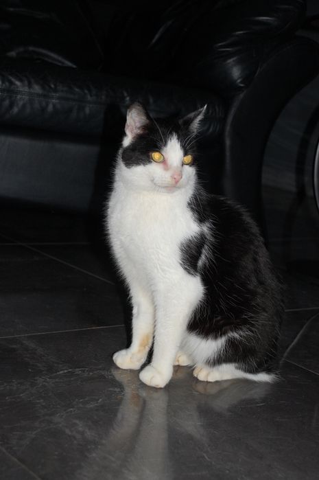 Do adopcji Romeo, kocur, wykastrowany, zdrowy szuka kochającego domu.