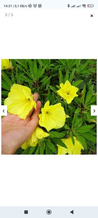 Продам саджанці енотери