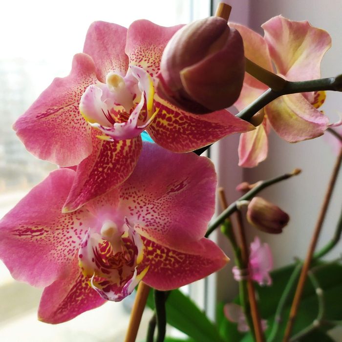 Леко  - Фантастик,Попкорн орхидея