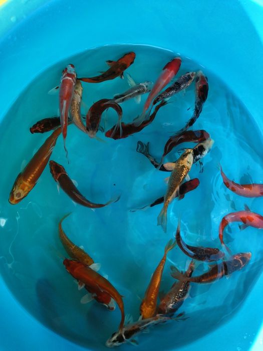 Carpas koi 7-9cm - Grade A - Super Preço