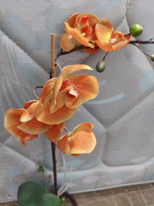Orquídea cor salmão em plástico