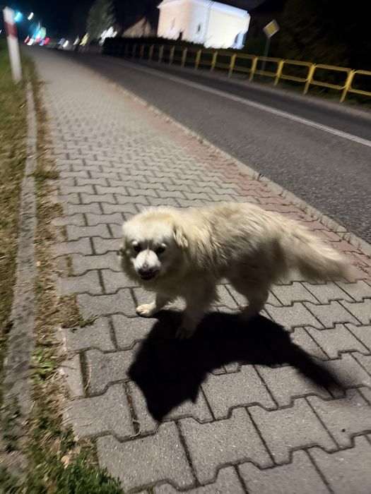 Zaginiony pies małopolskie