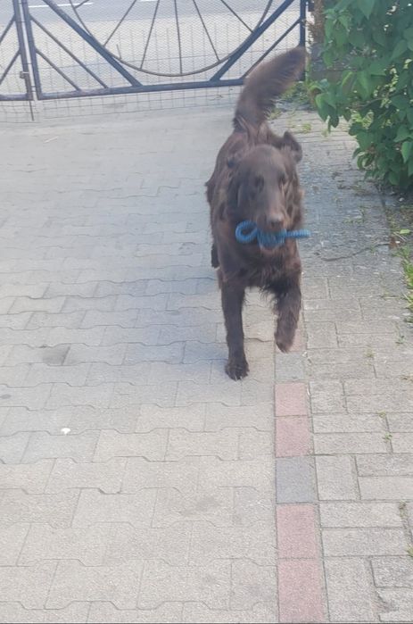 Flat Coated Retriever