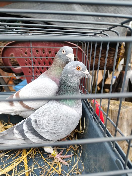 Sprzedam głębię stare