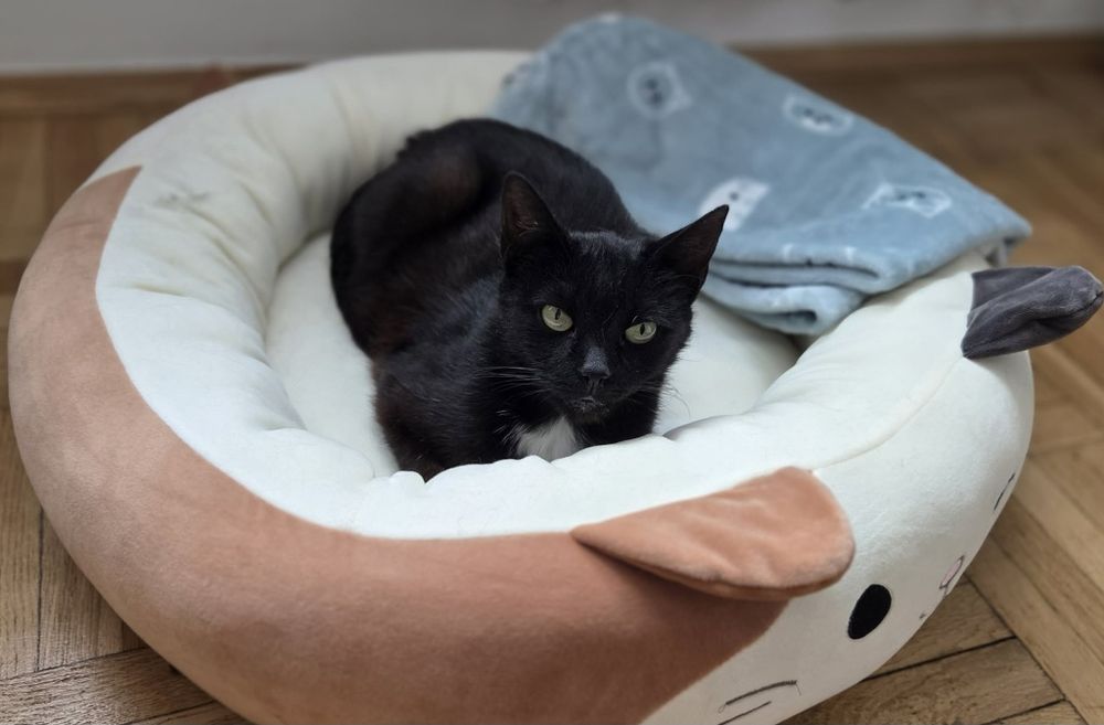 PILNIE! Lola i Kaja szukają wspólnego domku