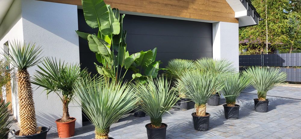 Rośliny egzotyczne Yucca rostrata. Yucca filifera.fortunei