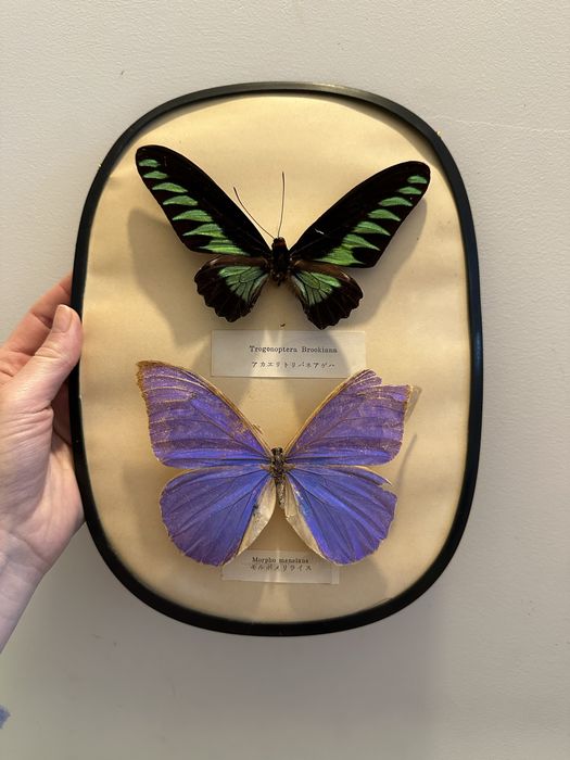 Borboletas vinatege com moldura antiguidade