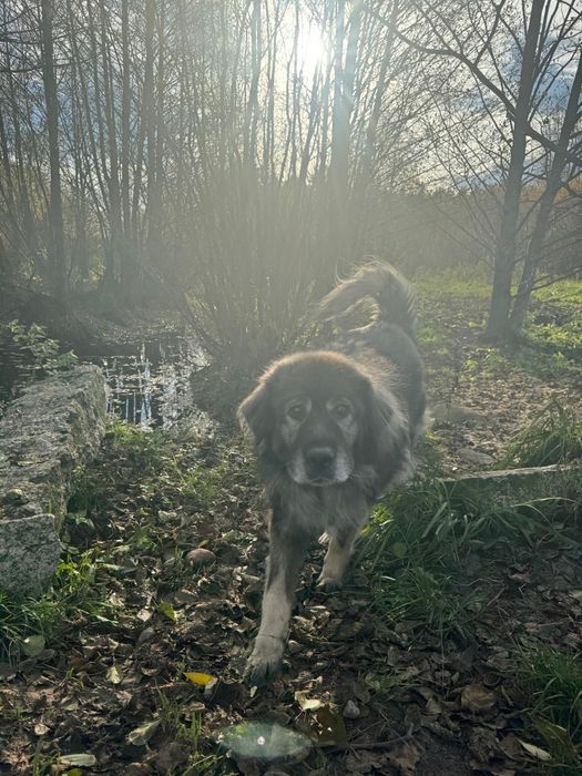 Owczarek Kraski do adopcji