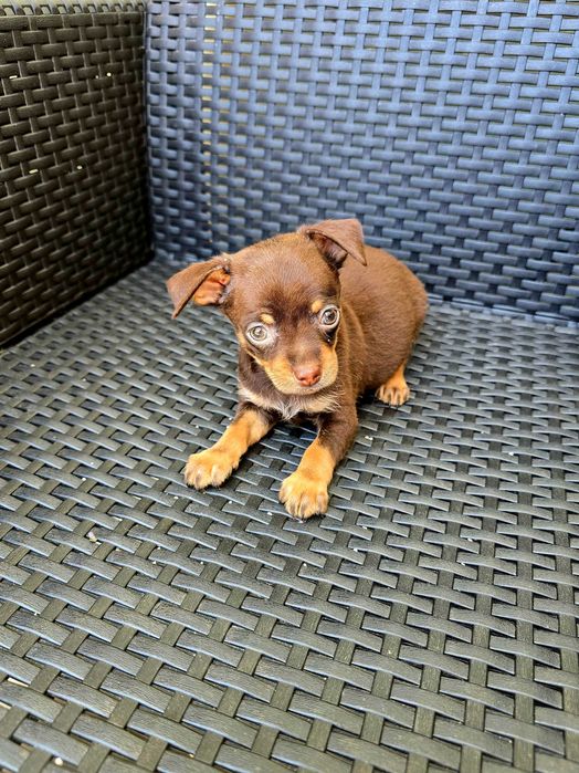 Chihuahua macho Cor Chocolate