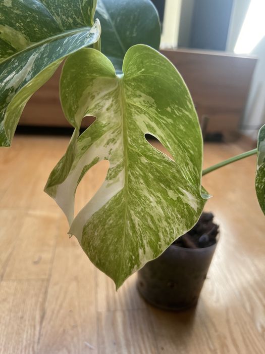 EDIT! Nowy lisc !Monstera Variegata  - ukorzeniona pedówka