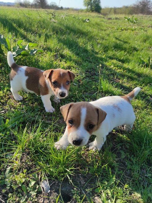 Продаю Джек Рассел тер'єр, розплідник