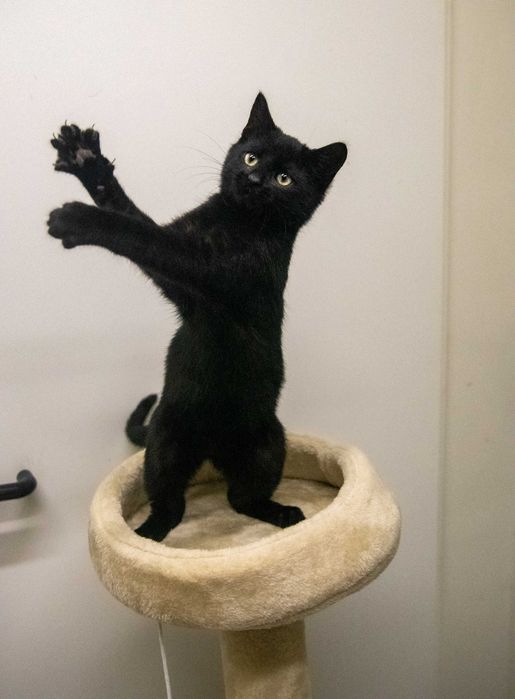 Słodki Hebanek szuka domu