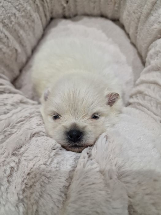 Lulu Pomerânia C/LOP Fêmea Spitz Alemão Anão