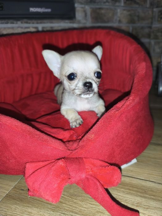 Chihuahua xxs bardzo malutki