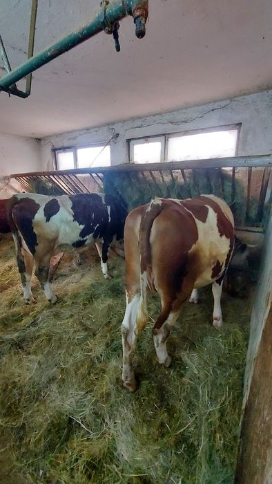 Krowa, jałówka, bydło