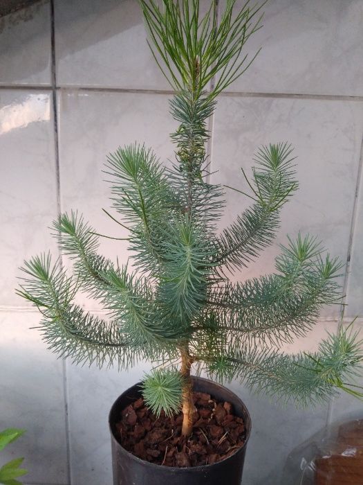 30 sementes de Pinheiro Manso bio/ boa qualidade