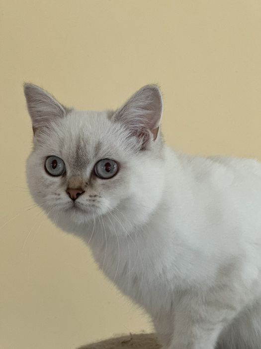 Британський котик