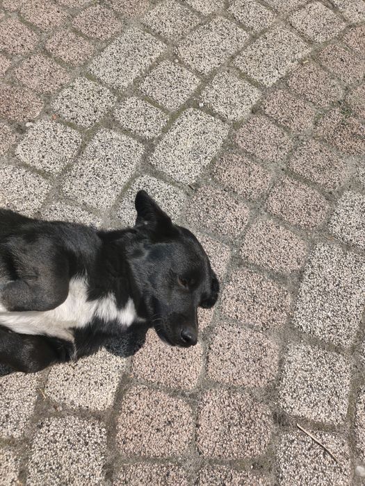 Oddam pieska kundelka