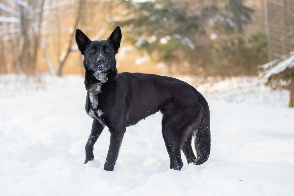 energiczna arystokratka Hilda