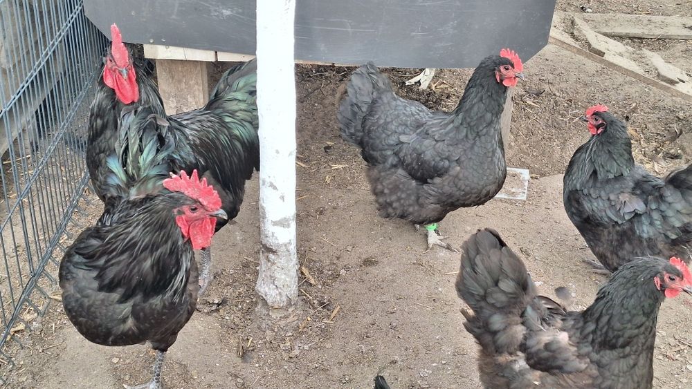 Jaja legowe australorp