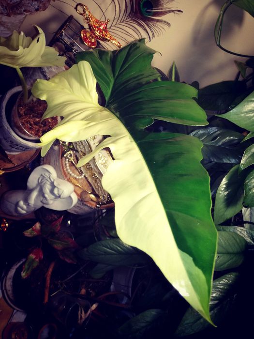 Philodendron Gold Dragon Variegata UNIKAT monstera SUPER CENA! Łodyżka