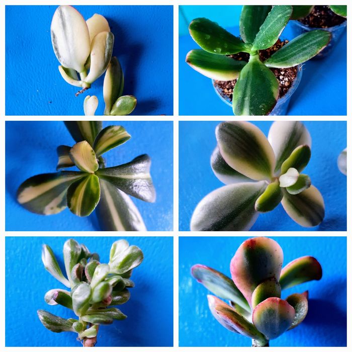 Коллекционные, редкие сорта крассул.