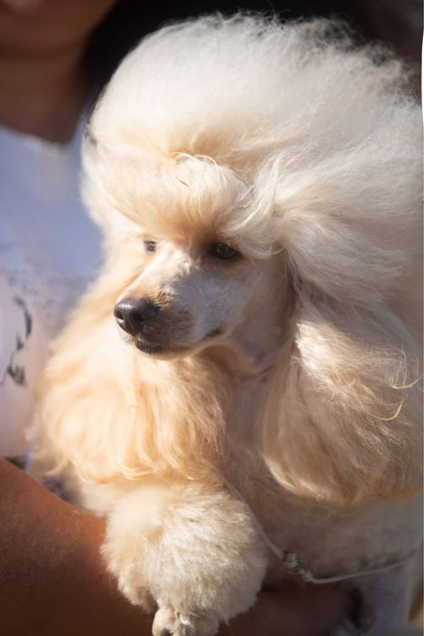 Той пудель  вязка , документи КСУ FCI