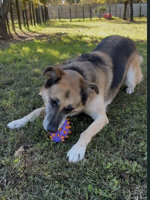 Nala: Uma Pastora Alemã dócil à procura de um final feliz