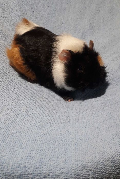 Морські свинки, розетки.