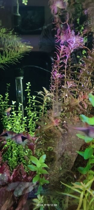 Alternanthera reineckii
