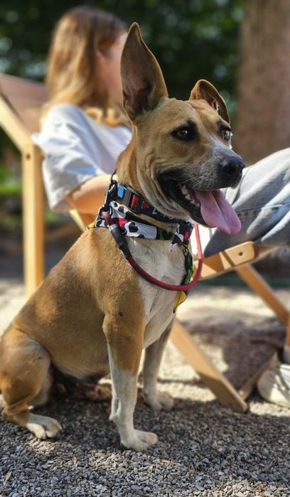 Собачка в добрі ручки!