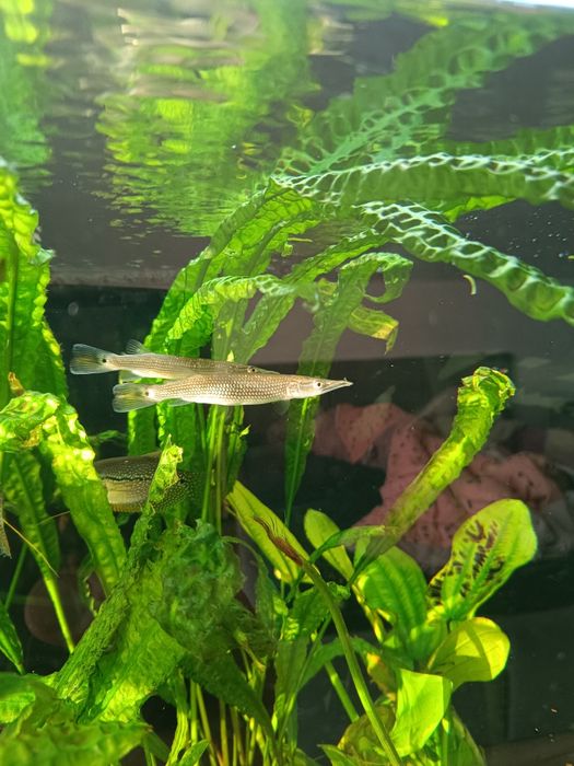 Sprzedam rybki szczupienczyki
